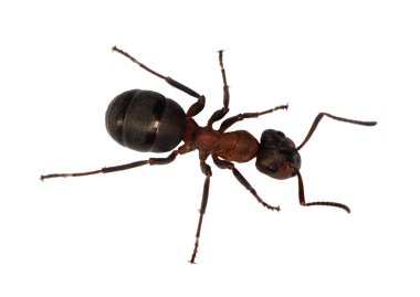 Forest ant top view clipart