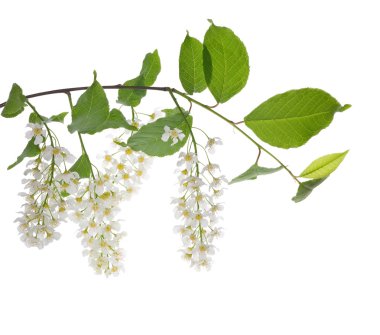 Branch with bird cherry tree inflorescences clipart