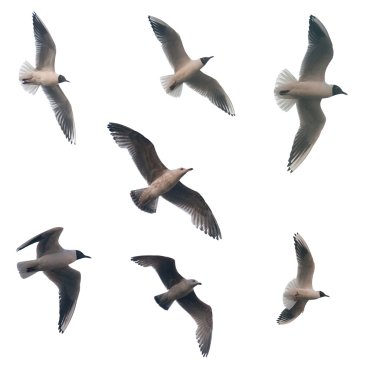 Seven isolated flying seagulls clipart