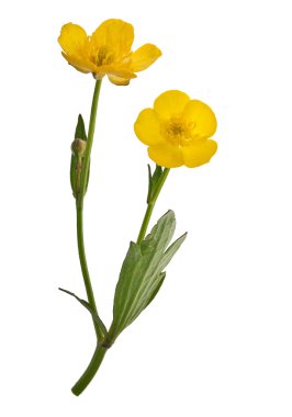 Two yellow buttercup flowers clipart