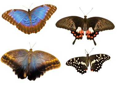 Collection of four tropical butterflies clipart