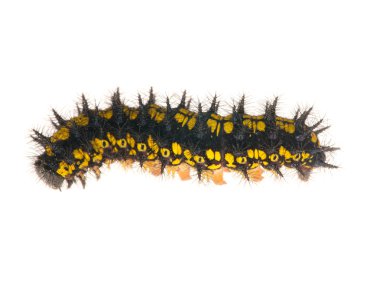 Yellow and black caterpillar isolated on white clipart