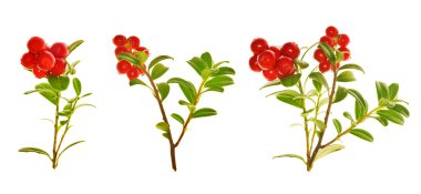 Red cowberries branches collection clipart
