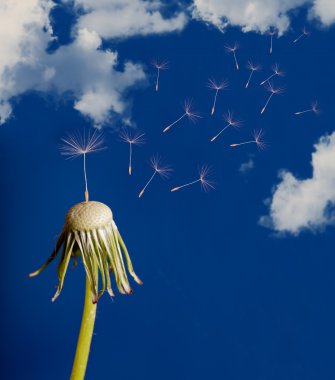 Last dandelion seed under sky clipart