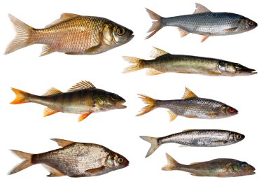 sekiz tatlı su balıkları koleksiyonu