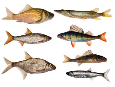 Seven freshwater fishes collection clipart