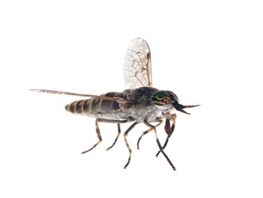 Big gadfly with color eyes clipart