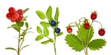 Set of forest berry branches clipart