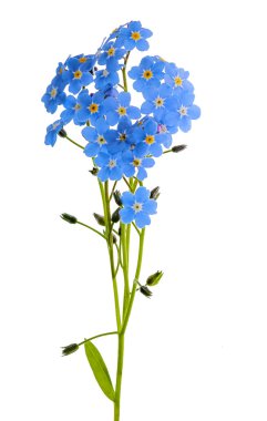 Forget-me-not flowes isolated on white clipart