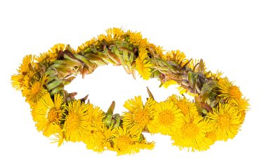 Yellow coltsfoot garland isolated on white clipart