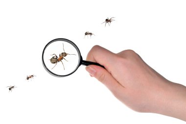 Magnifying in hand and ants line clipart