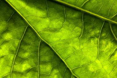 Background of dark green leaf clipart