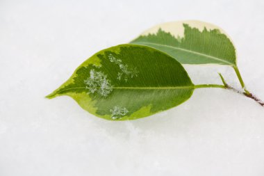 Two green leaves in snow