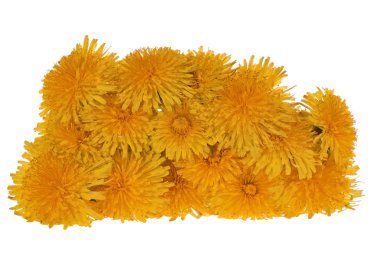 izole sarı parlak dandelions yığını