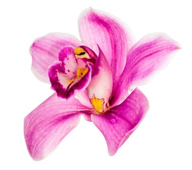 roze orchideebloem geïsoleerd op wit