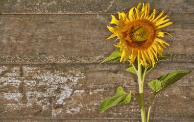 eski tahta zemin üzerine sarı ayçiçeği