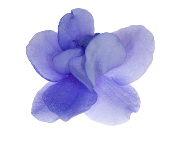 Tek izole mavi menekşe çiçek