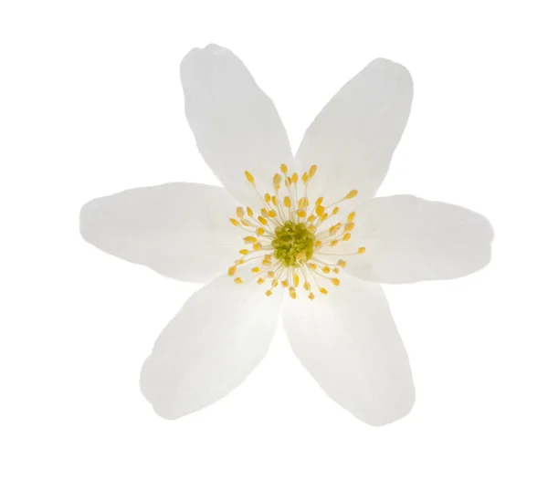 Elszigetelt egyetlen animone virág — Stock Fotó