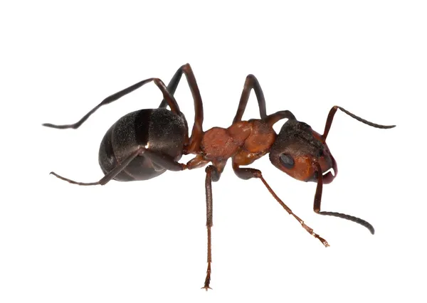 Лісова мураха справа — стокове фото