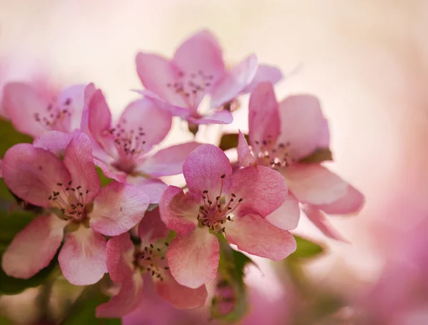 Růžové pozadí s apple tree květy — Stock fotografie