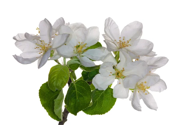 Ізольовані білі квіти яблуні — стокове фото