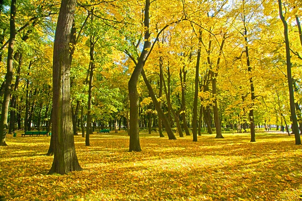 Golden park ağaçlarda — Stok fotoğraf