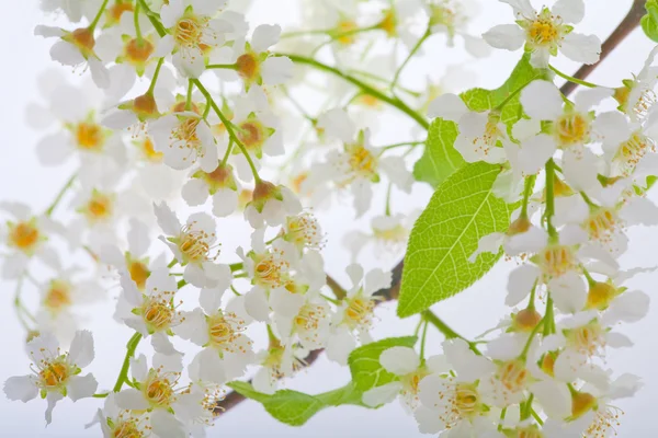 Vogel Kirschbaum Blumen Hintergrund — Stockfoto