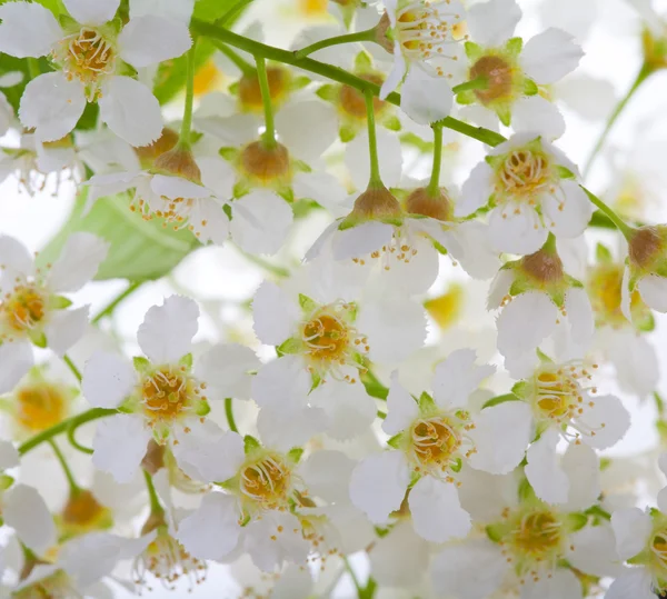 Pájaro blanco cerezo flores macro —  Fotos de Stock