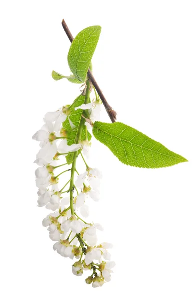 Vogelkirschbaum Blütenstände auf weißem Grund — Stockfoto