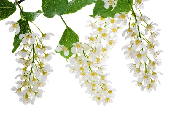 Bloemen voor bird cherry tree op wit — Stockfoto