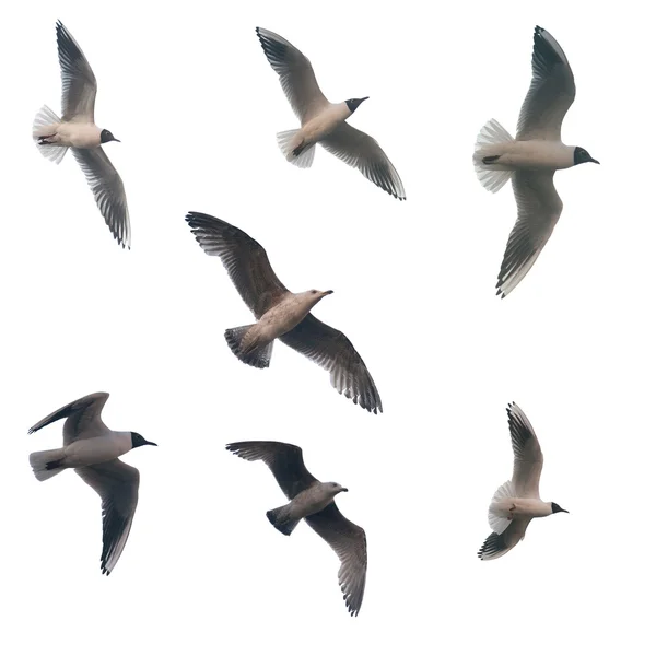 Семь изолированных летающих чаек — стоковое фото