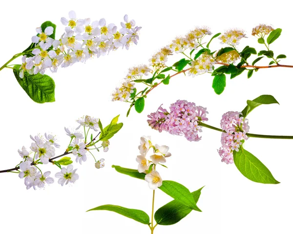 Verzameling van geïsoleerde spring blossoms — Stockfoto