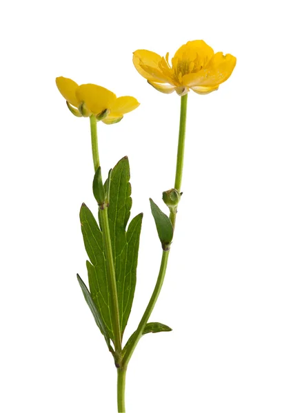 Deux fleurs isolées de buttercup — Photo