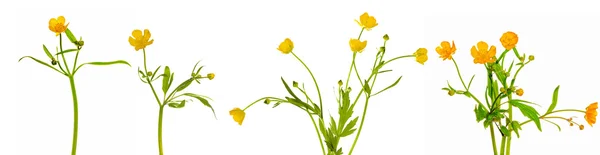 Set of buttercup flowers — Stock Photo, Image