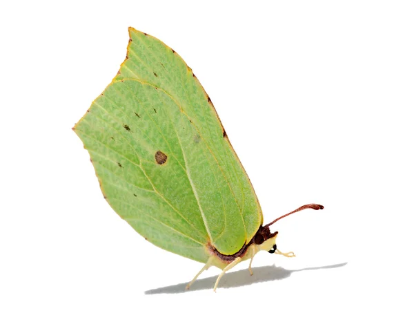 Brimstone mariposa con sombra —  Fotos de Stock