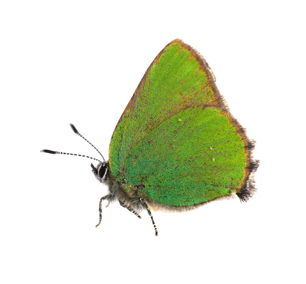 Маленькая зеленая бабочка, изолированная на белом — стоковое фото