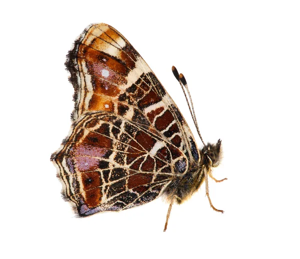 Beyaz izole koyu kırmızı kelebek — Stok fotoğraf