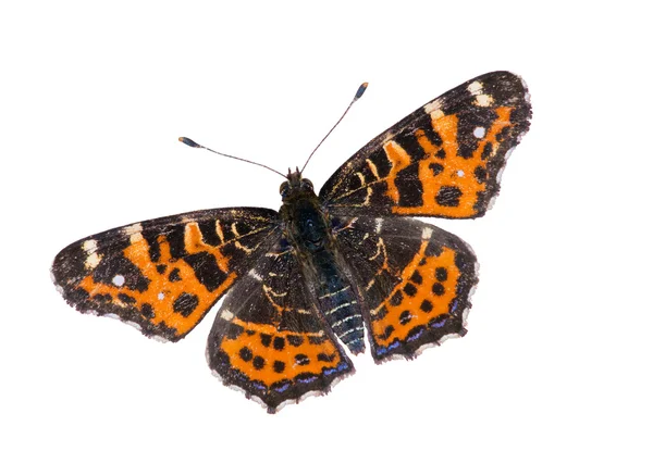 Hermosa mariposa marrón y naranja — Foto de Stock