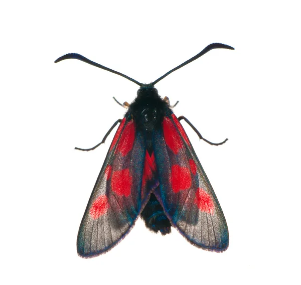 Zwarte en rode vlinder geïsoleerd op wit — Stockfoto