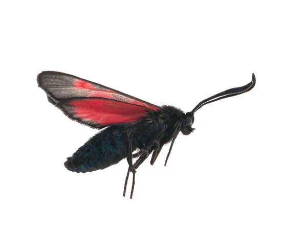 Kırmızı ve siyah batterfly uçan — Stok fotoğraf