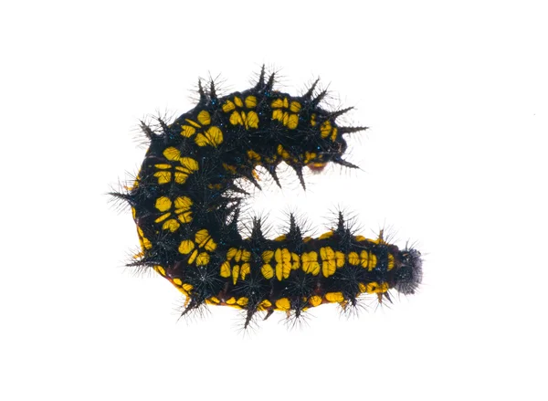 Yellow and black caterpillar curl — Stock Photo, Image