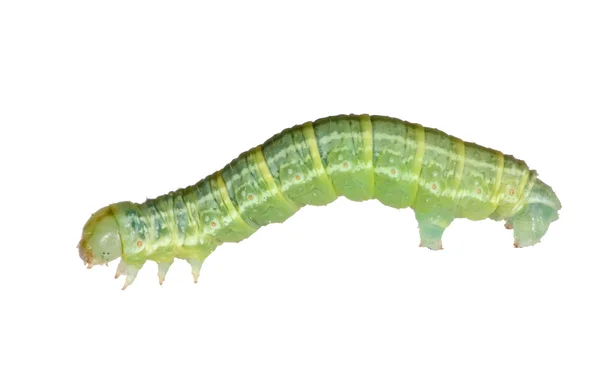 Dark green isolated caterpillar — Stock Photo, Image