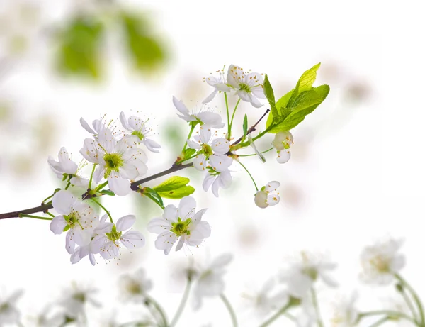 체리 나무 꽃 배경 — 스톡 사진