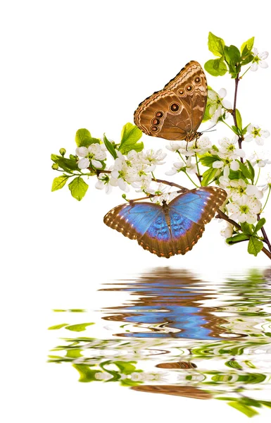 樱桃分支与蓝蝶和反射 — 图库照片