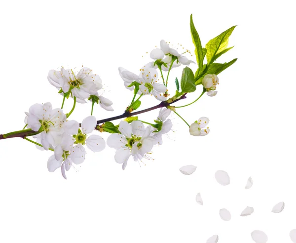 Kersenboom bloemen en bloemblaadjes close-up — Stockfoto