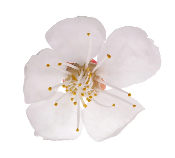 Fleur de cerisier isolée sur blanc — Photo