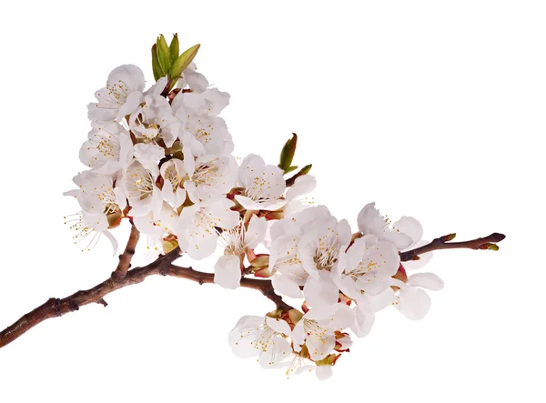 Gałąź drzewa wiśni z dużo kwiatów — Zdjęcie stockowe