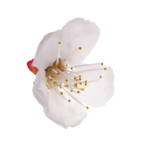 Isolé sur fleur de cerisier blanc — Photo