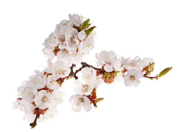 Lot of cherry-tree flowers on branch — Stock Photo, Image