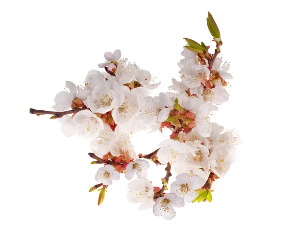Lot of cherry flowers on branch — Stock Photo, Image